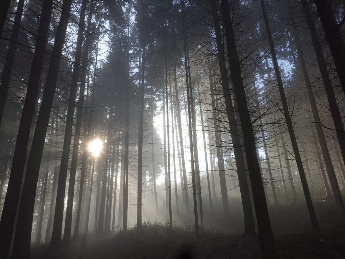 Sonnenlicht durchflutet einen mystischen Wald